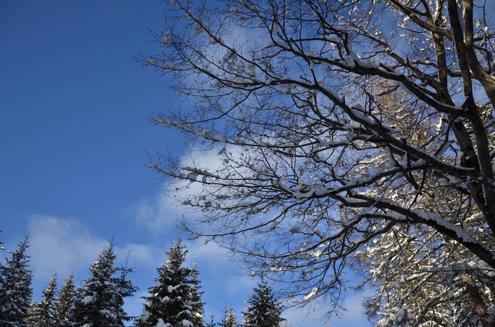 Natur im Winter Natur im Winter