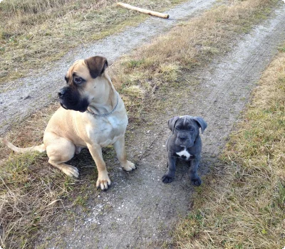 © Ulses Urlaub Mit Hund