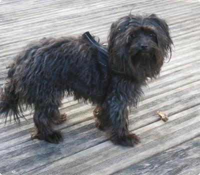 © Ulses Urlaub Mit Hund