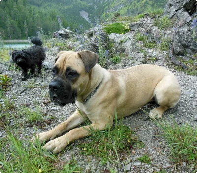 © Ulses Urlaub Mit Hund