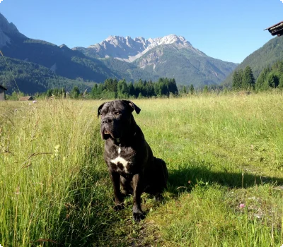 © Ulses Urlaub Mit Hund